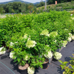 Hortenzia metlinatá (Hydrangea paniculata) ´LIMELIGHT´®  - výška 15-25 cm, kont. C3L